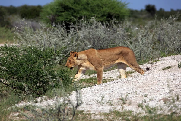 Alte Kultur Afrikas — Stockfoto