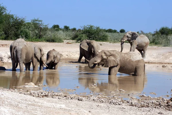 Elefante Sabana Animal Natural Mamífero Fauna — Foto de Stock