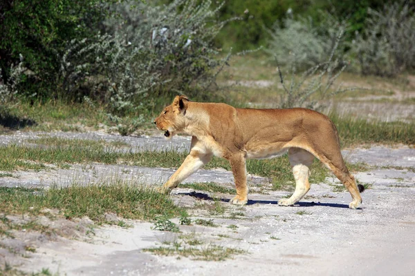 Savannah Wildcat Löwin Raubkatze — Stockfoto