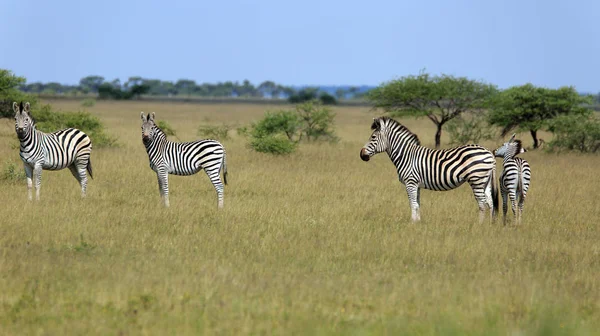 Preto Branco Zebras Animais — Fotografia de Stock