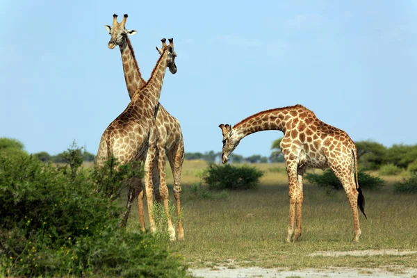 Uzun Kahverengi Zürafa Hayvanı Bitki Örtüsü Hayvan Doğası — Stok fotoğraf