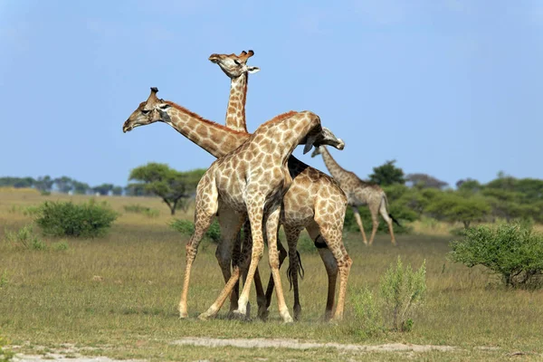 Animales Jirafa Vida Silvestre África —  Fotos de Stock