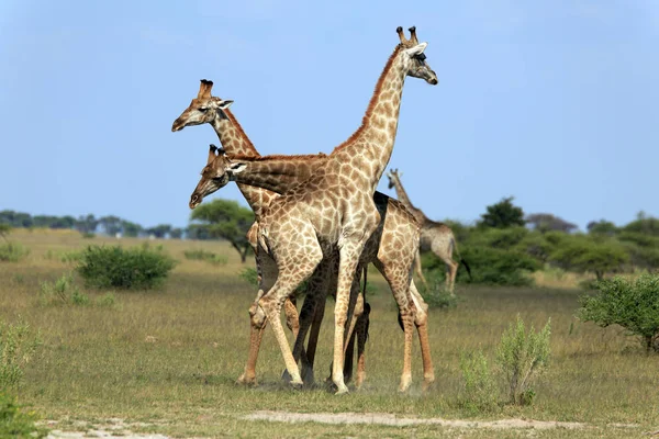 Animales Jirafa Vida Silvestre África — Foto de Stock