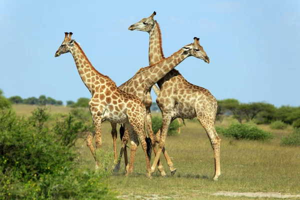 Afrika Daki Zürafa Hayvanları Vahşi Yaşam — Stok fotoğraf