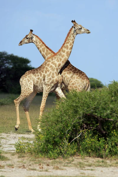 Animais Girafa Vida Selvagem África — Fotografia de Stock