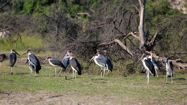 Vue Panoramique Bel Oiseau Marabou — Photo