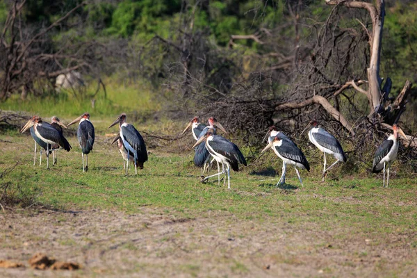 Marabou Ooievaar Vogel Grote Snavel — Stockfoto