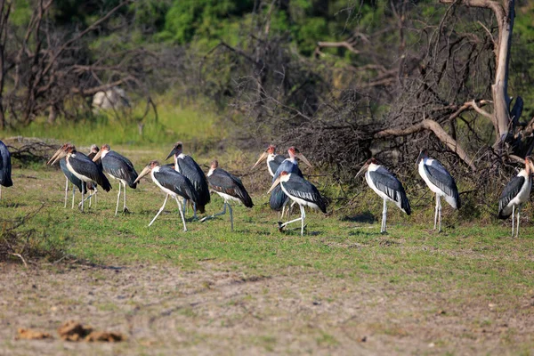 Живописный Вид Красивую Птицу Марабу — стоковое фото