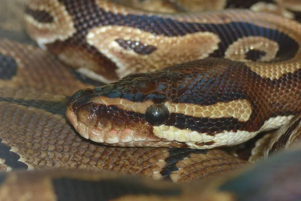 Detailní Záběr Zvířat Zoologické Zahradě — Stock fotografie