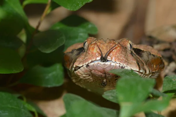 Cobra Perigosa Animal Víbora — Fotografia de Stock