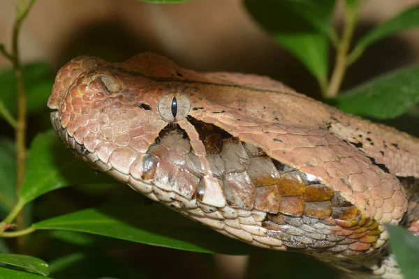 Cobra Perigosa Animal Víbora — Fotografia de Stock