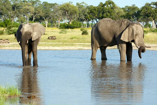 Elefantes Abrevadero — Foto de Stock