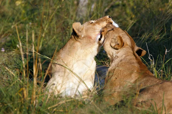 Löwenrudel Chobe Nationalpark Botsuana — Stockfoto