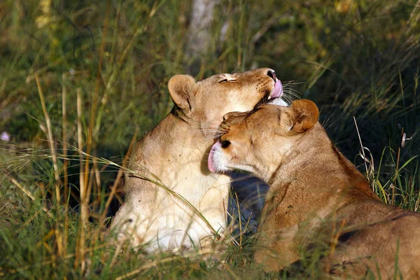 Paquete Leones Parque Nacional Del Coro Botswana —  Fotos de Stock