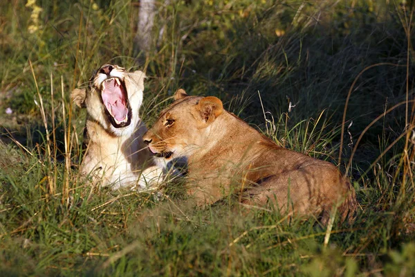 Löwenrudel Chobe Nationalpark Botsuana — Stockfoto