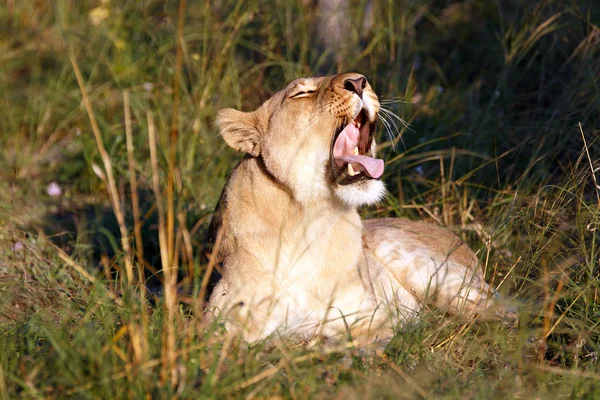 Lejoninna Chobe National Park Botswana — Stockfoto