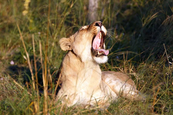 Αγριόγατα Σαβάνα Θηρευτής Λιονταριών — Φωτογραφία Αρχείου