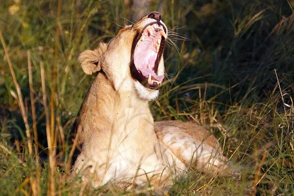 Leonessa Nel Parco Nazionale Del Coro Botswana — Foto Stock