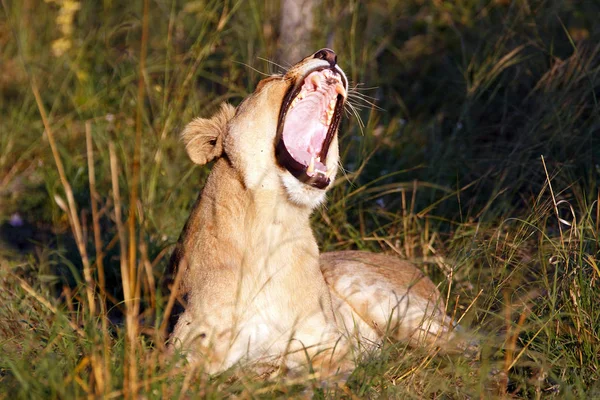 León Depredador Felino Cazador — Foto de Stock