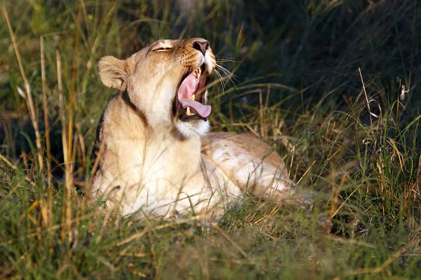 Lejoninna Chobe National Park Botswana — Stockfoto