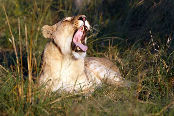 Löwin Chobe Nationalpark Botswana — Stockfoto