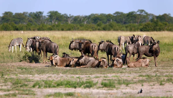 Preto Branco Zebras Animais — Fotografia de Stock