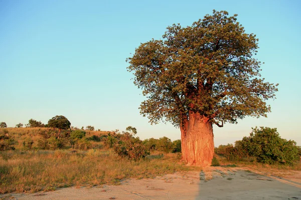 Schöne Aussicht Auf Die Natur — Stockfoto