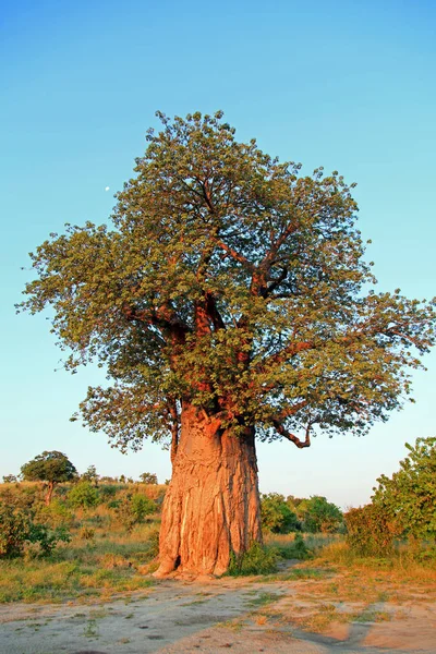 Szenische Ansicht Von Fauna Und Flora Der Savanne — Stockfoto