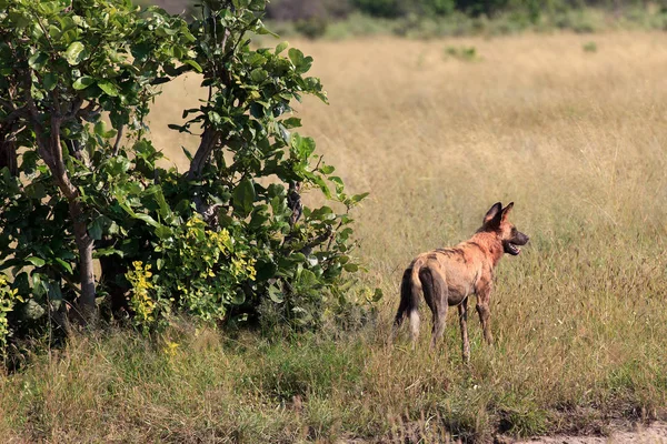 Cães Selvagens Parque Nacional Chobe Botswana — Fotografia de Stock