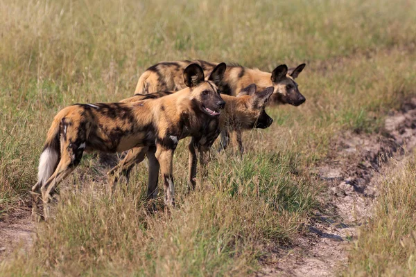 Perros Salvajes Parque Nacional Del Coro Botswana — Foto de Stock