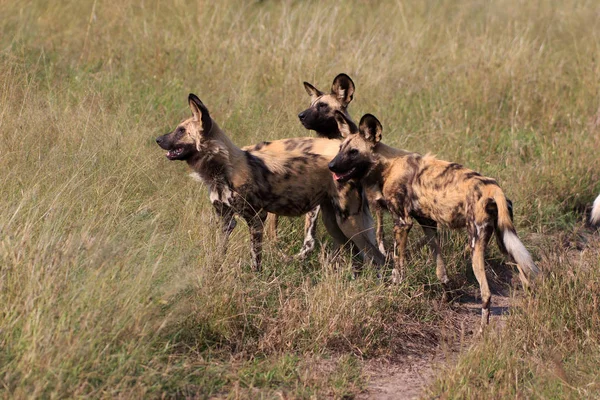 博茨瓦纳乔布国家公园的野狗 — 图库照片