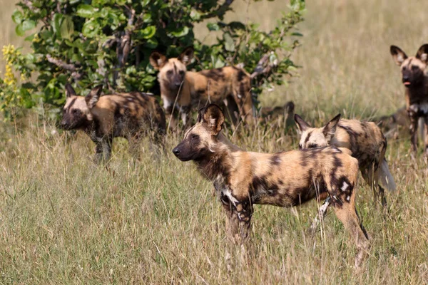 Дикие Собаки Национальном Парке Чобе Ботсване — стоковое фото