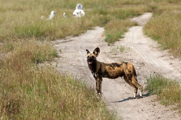 Perros Salvajes Parque Nacional Chobe Botswana — Foto de Stock