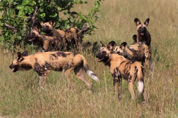 Dzikie Psy Parku Narodowym Chobe Botswanie — Zdjęcie stockowe