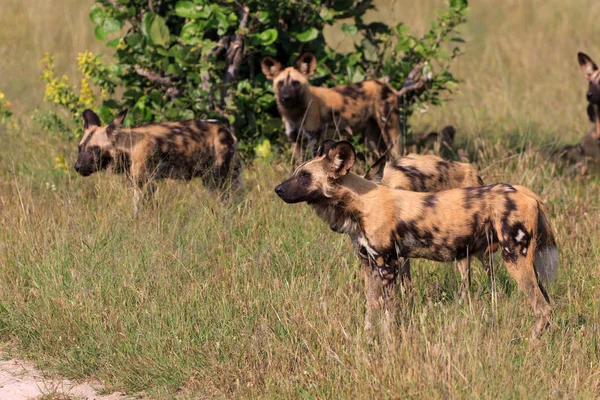 Divocí Psi Národním Parku Chobe Botswaně — Stock fotografie