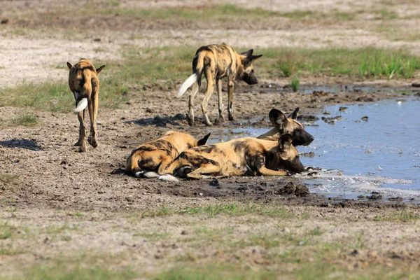 Дикі Собаки Національному Парку Чобі Ботсвані — стокове фото