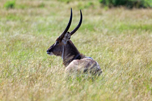Waterbok Groot Antilopen Dier Natuur Fauna — Stockfoto