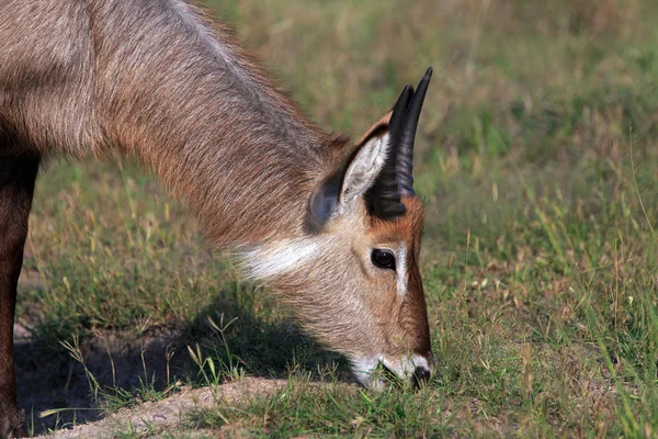 Waterbuck Gran Antílope Animal Fauna Naturaleza —  Fotos de Stock