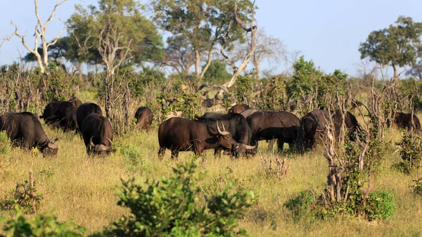 Buffalo Herbívoros Animais Vida Selvagem — Fotografia de Stock