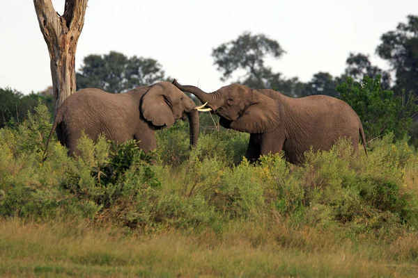 Elefante Sabana Animal Natural Mamífero Fauna — Foto de Stock