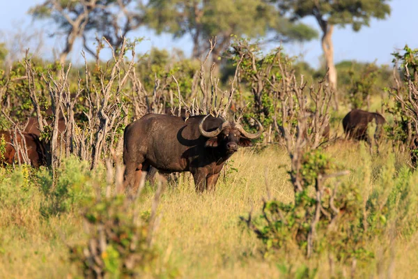 Bölény Botswanai Chobe Nemzeti Parkban — Stock Fotó