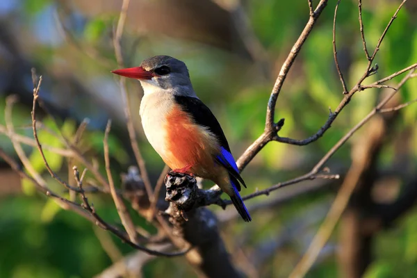 Vista Close Pássaro Kingfisher Vida Selvagem — Fotografia de Stock