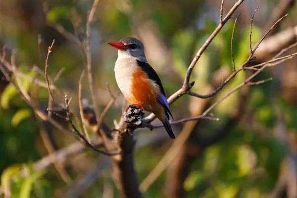 stock image View of beautiful bird at nature 