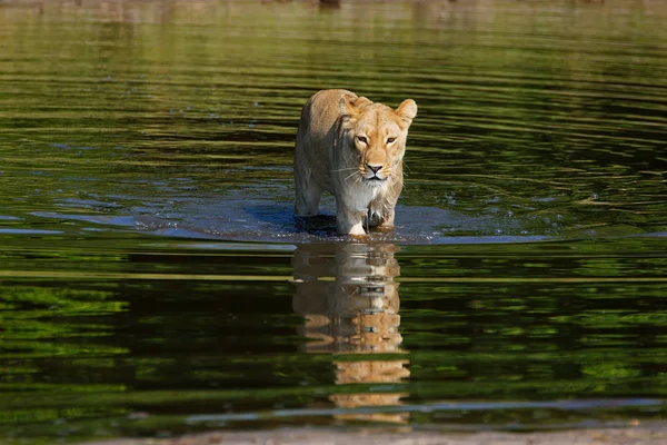 Leona Parque Nacional Chobe Botswana Mientras Vadea Través Río —  Fotos de Stock