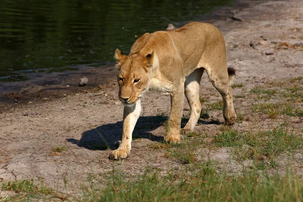 Lionne Dans Parc National Chobe Botswana — Photo