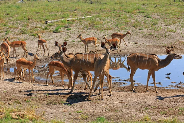 Kudus Impalas Parque Nacional Chobe Botswana — Fotografia de Stock