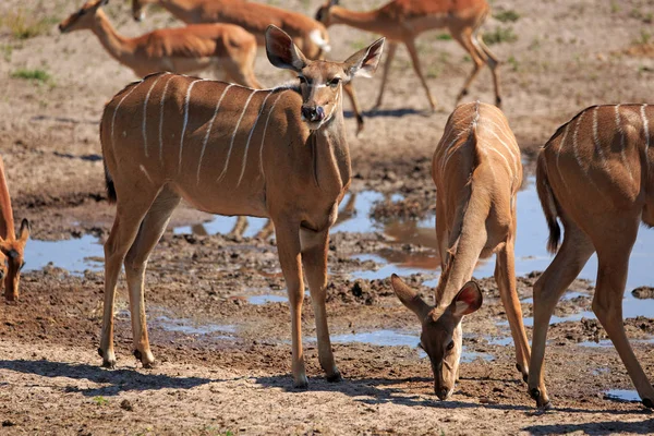 Kudu Parque Nacional Chobe Botsuana — Fotografia de Stock