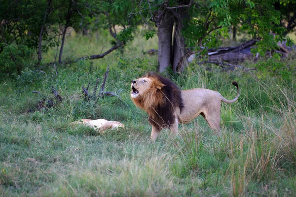 Leone Predatore Felino Cacciatore — Foto Stock