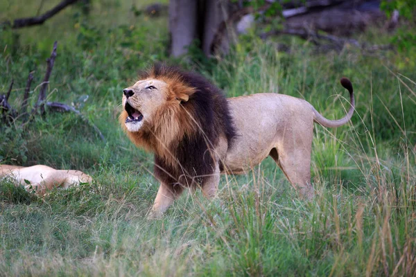 Predador Felino Leão Caçador — Fotografia de Stock