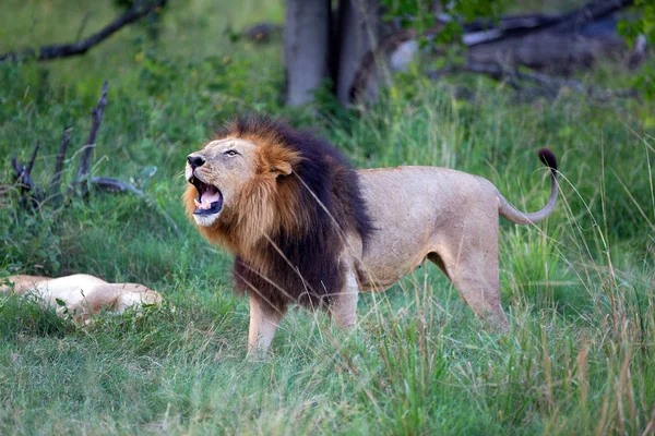 León Depredador Felino Cazador — Foto de Stock